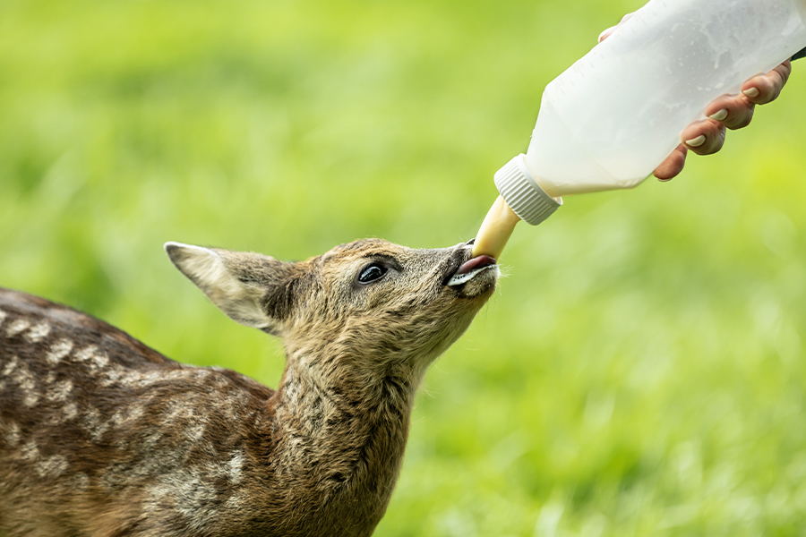NWRA Insurance Program - Baby Deer Being Nursed with Bottle and Background Blurred on a Sunny Day